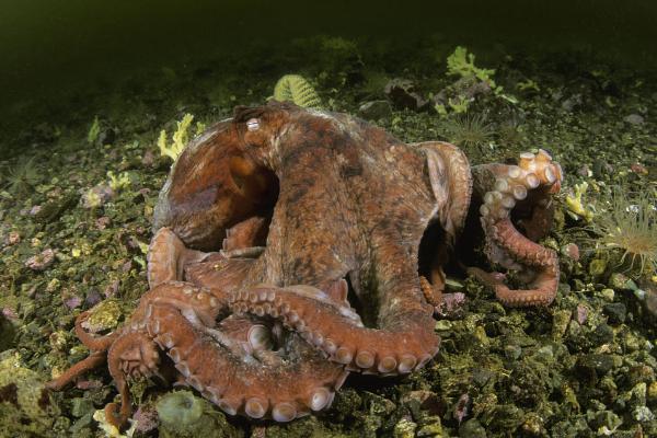 章鱼能不能在岸上生活，长时间登陆容易脱水死亡