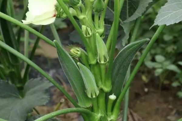 冬天能不能种植秋葵，需要在温室或大棚内种植