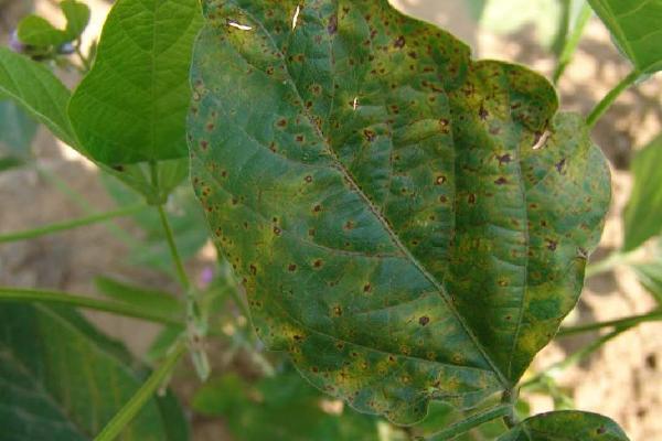 怎么防治绿豆细菌性斑点病，可实行轮作并且要避免田间过湿
