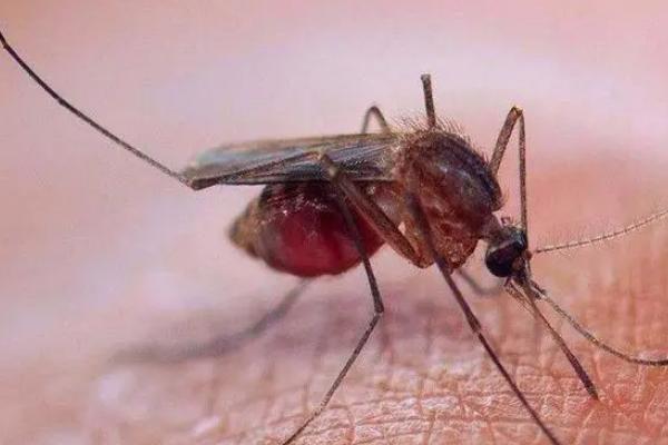 蚊子的吸血原理，会先叮咬体温较高和爱出汗的人