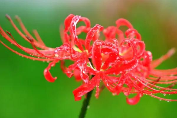 彼岸花怎么施肥，生长期月施一次土杂肥