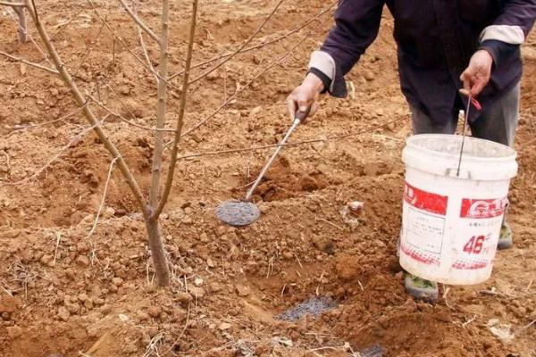 如何对桃树进行配方施肥，采果后可搭配有机肥、无机肥一起追施