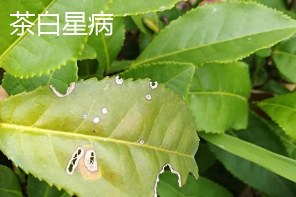 茶叶病虫害的类型与防治方法