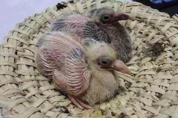幼鸽为什么喂不好，可能是先天缺陷或亲鸟缺乏育雏能力