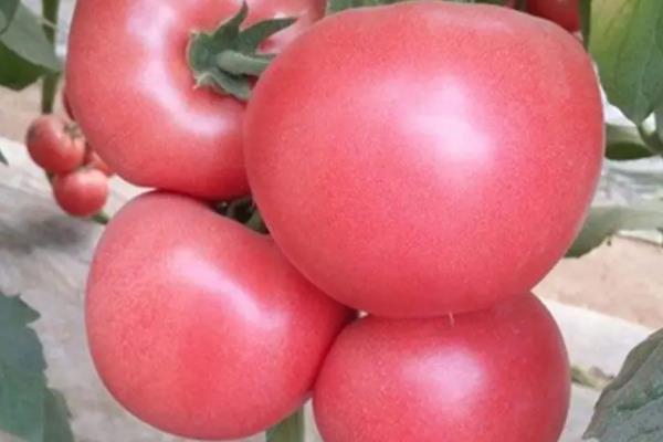 西红柿的品种有哪些
