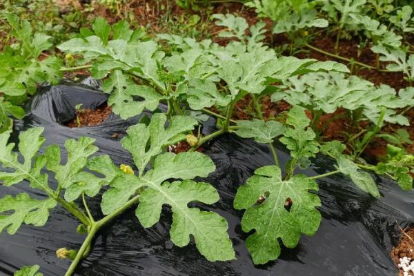 什么时候适合种植西瓜，3-4月份为适宜时间