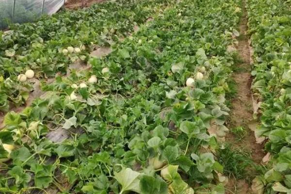 甜瓜露地种植方法，浸种催芽后可点播至定植穴中