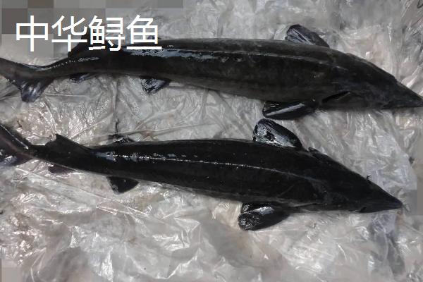 清道夫和中华鲟鱼的区别，外形有明显的不同