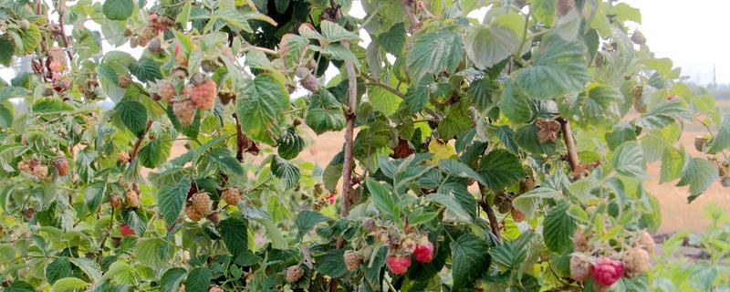 怎样种植树莓，种植树莓有什么前景