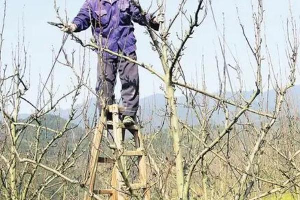 梨树修剪时间，全年均可剪枝