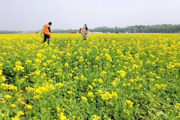 油菜春季施肥要点，增施钾肥可起到明显的增产效果