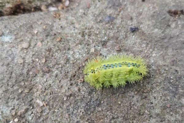 桂花病虫害的发生特点及防治方法，应对症下药