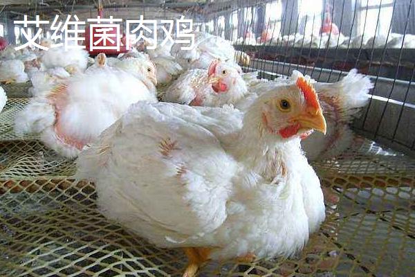 肉鸡品种哪个好