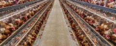 养鸡场安全生产管理制度