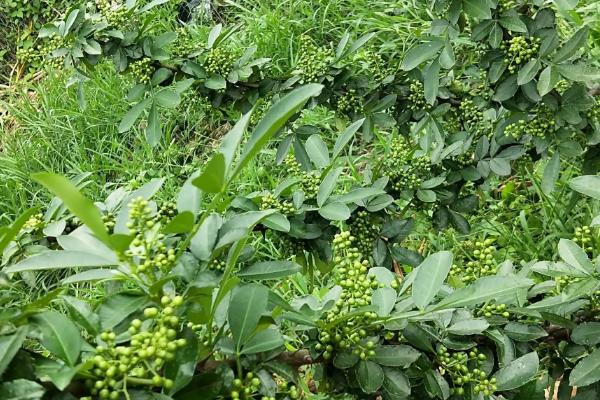 同胜柱花椒管理要点