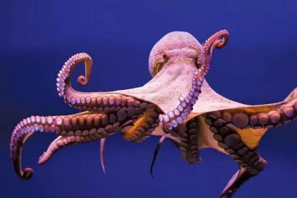 章鱼的智商高吗，许多实验证明章鱼的智商非常高