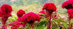 鸡冠花种植时间，附繁殖方法