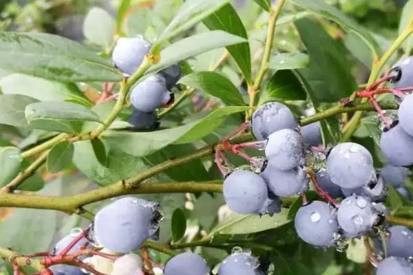 奥尼尔蓝莓种植要点，附什么是奥尼尔