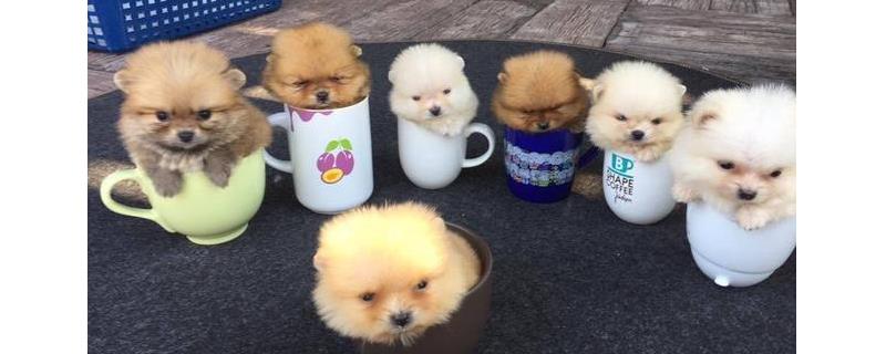 茶杯犬怎么训练才好？茶杯犬怎么养才好