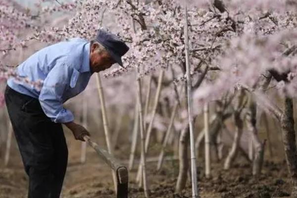 如何对桃树进行配方施肥，采果后可搭配有机肥、无机肥一起追施