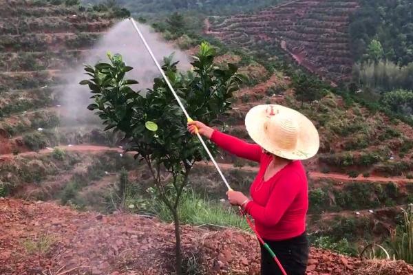 怎么防治脐橙病虫害，做好清园排水、修剪控梢等措施可增强植株的抗病力