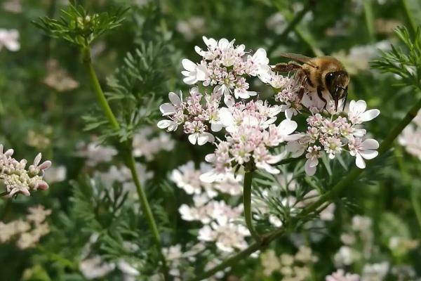 香菜会不会开花，花期大约在4、5月份