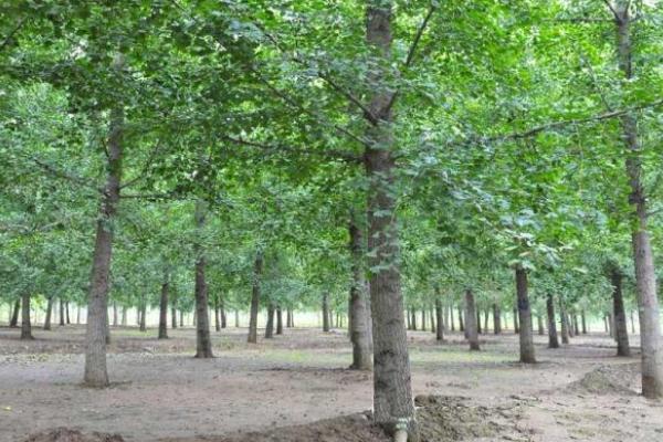 银杏树种植技术