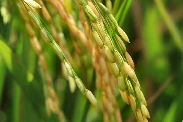 绥粳312水稻种子特点，普通粳稻品种