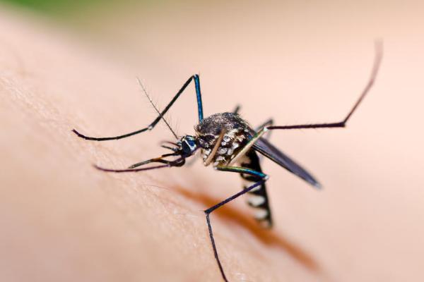 蚊子对自然环境有哪些益处，可传播花粉为鸟类提供食物