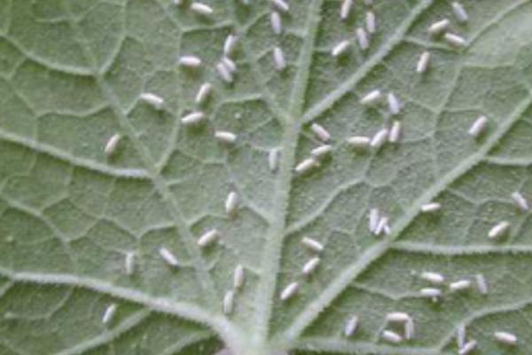 桂花病虫害的发生特点及防治方法，应对症下药