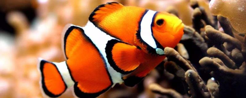 小丑鱼怎么养，可模拟海中的生长环境