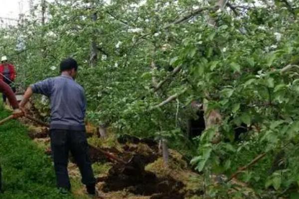 苹果树秋季什么时候施肥，9月中旬至10月下旬越早越好