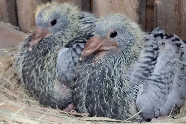 幼鸽为什么喂不好，可能是先天缺陷或亲鸟缺乏育雏能力