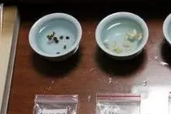 番茄种子怎么选择及处理，需注意检查发芽率等指标