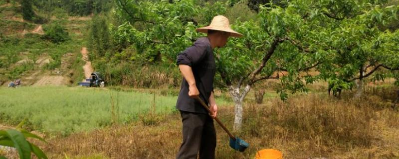 如何对桃树进行配方施肥，采果后可搭配有机肥、无机肥一起追施
