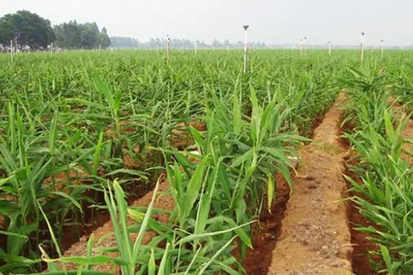 冬天可以种植生姜吗，不耐寒故不适合冬天种植