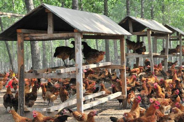 养鸡场建设方案