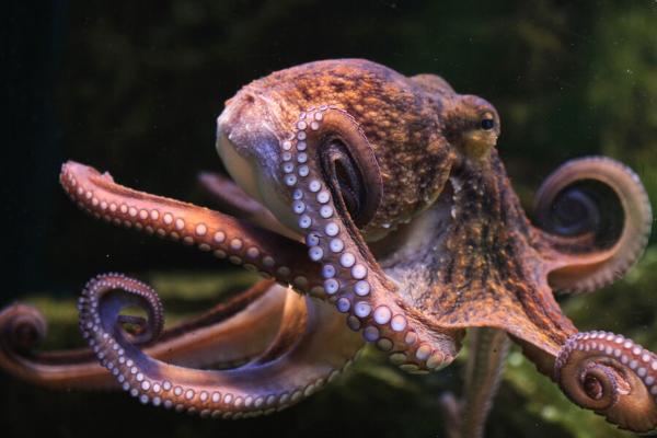 章鱼能不能在岸上生活，长时间登陆容易脱水死亡
