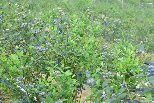 蓝莓怎么种植，修剪根系、用生根粉浸泡后再定植