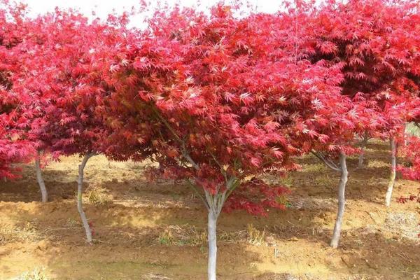 怎么种植红枫，附盆栽红枫种植要点