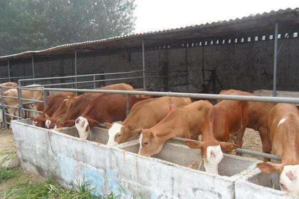 肉牛养殖场建设与设计方法