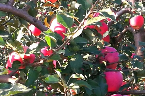 苹果夏季种植管理技术，附苹果追肥浇水要点