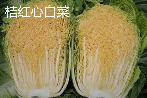 特种蔬菜有哪些品种