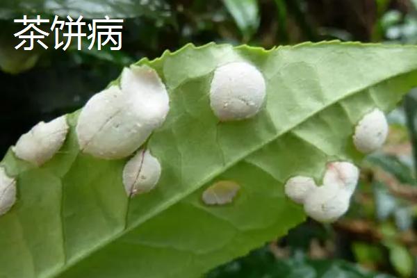 茶叶病虫害的类型与防治方法