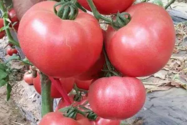 西红柿的品种有哪些