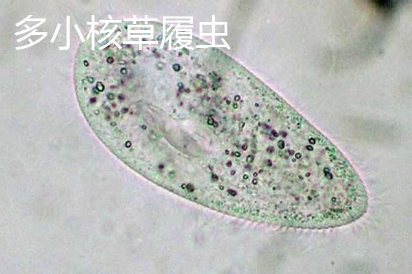 草履虫种类有哪些