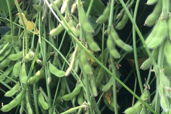 南农1822大豆种子特征特性，病虫草害防治
