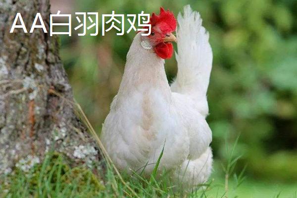 肉鸡品种哪个好