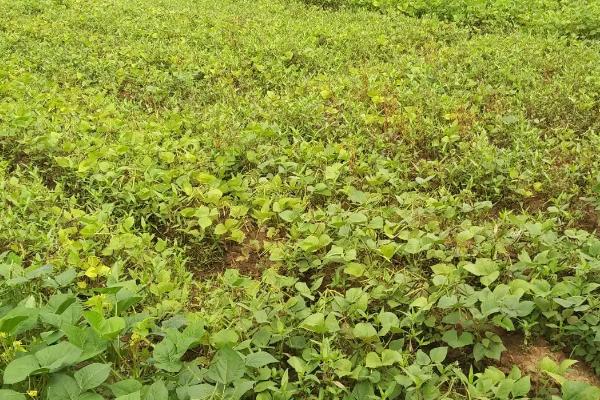 怎么防治绿豆细菌性斑点病，可实行轮作并且要避免田间过湿