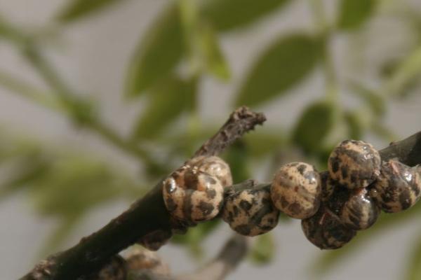 桂花病虫害的发生特点及防治方法，应对症下药